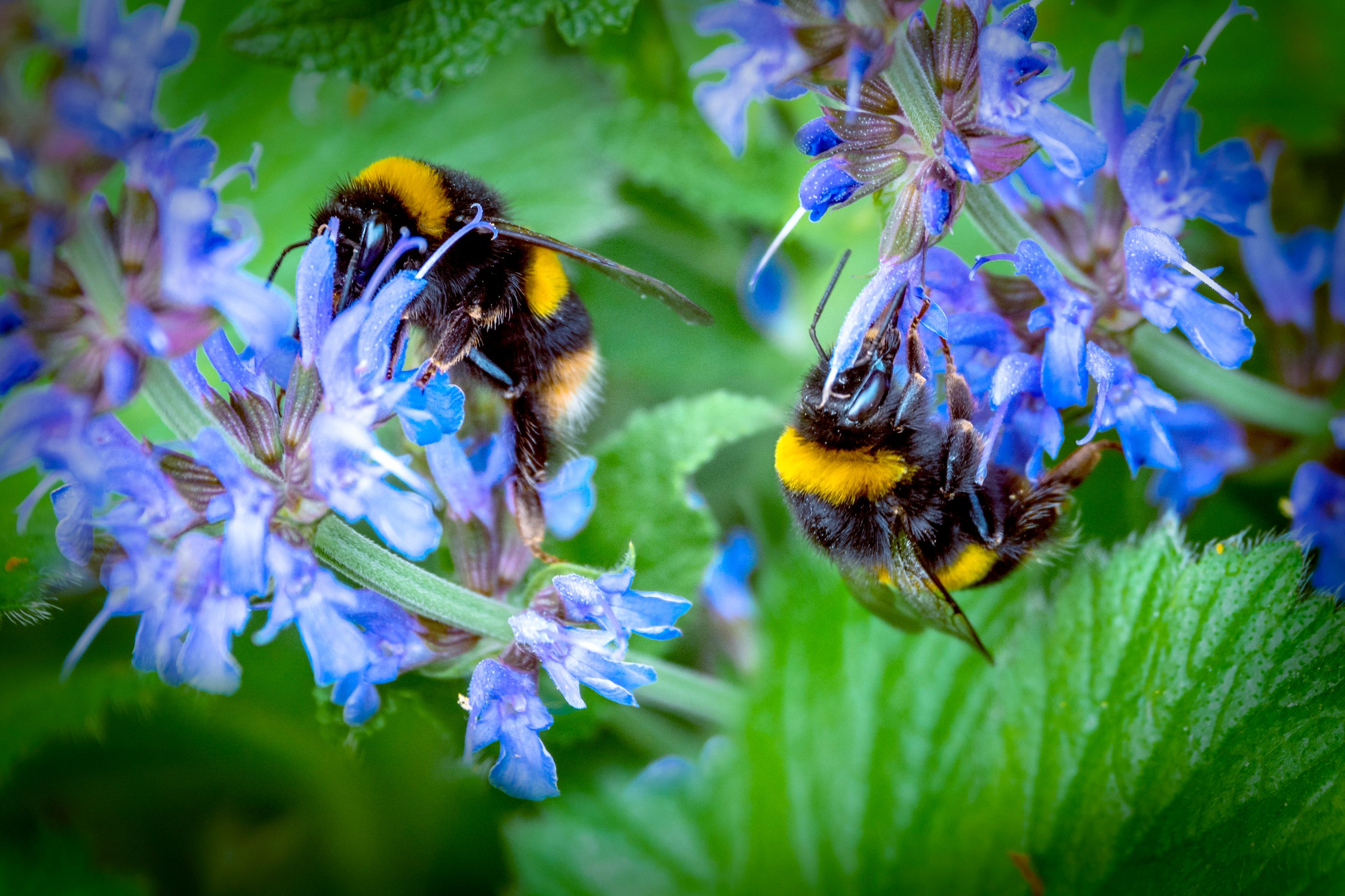 Two bumblebees pollinate flowers