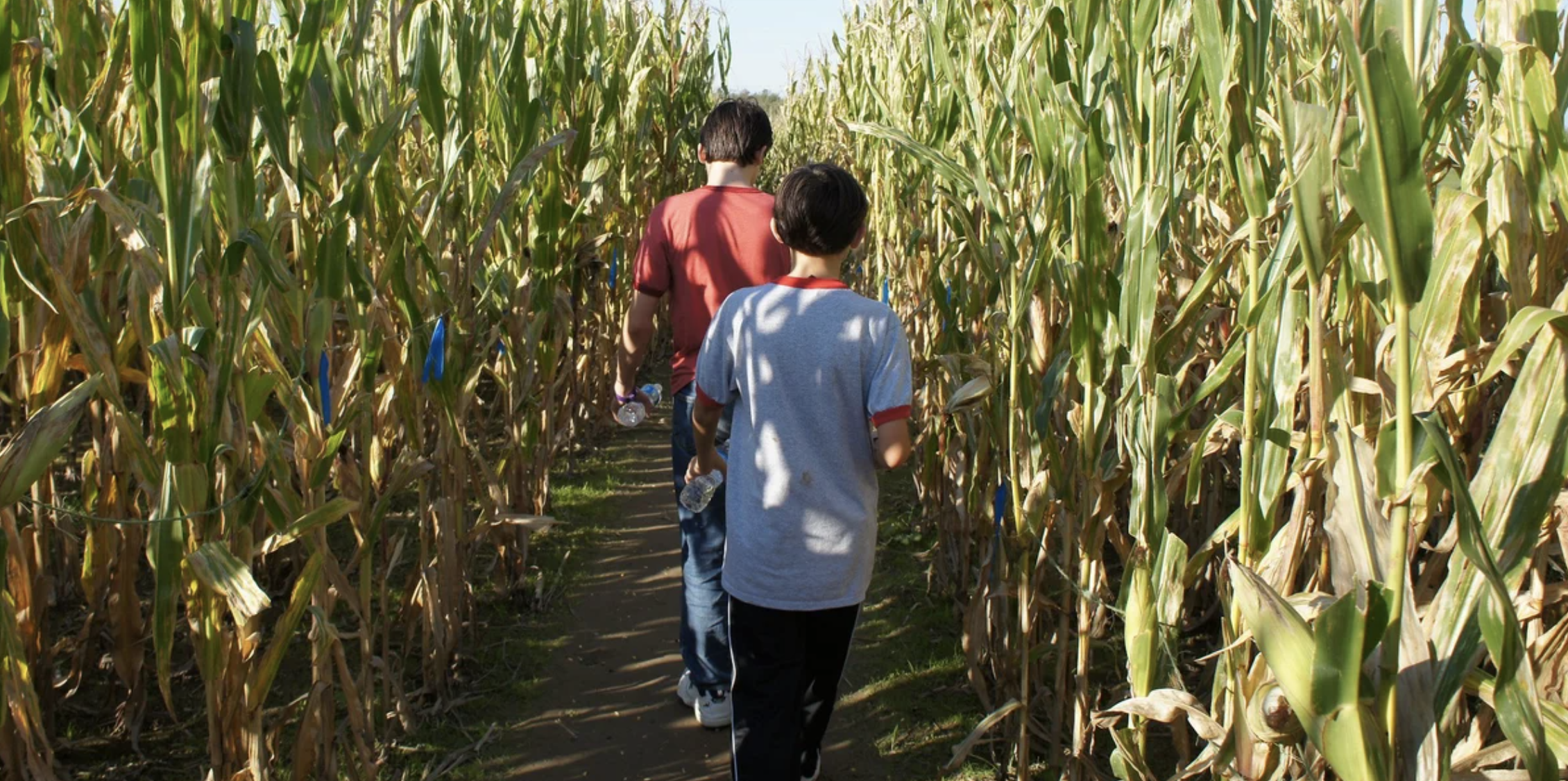 Two children walk through stalks of corn with their backs to the camera