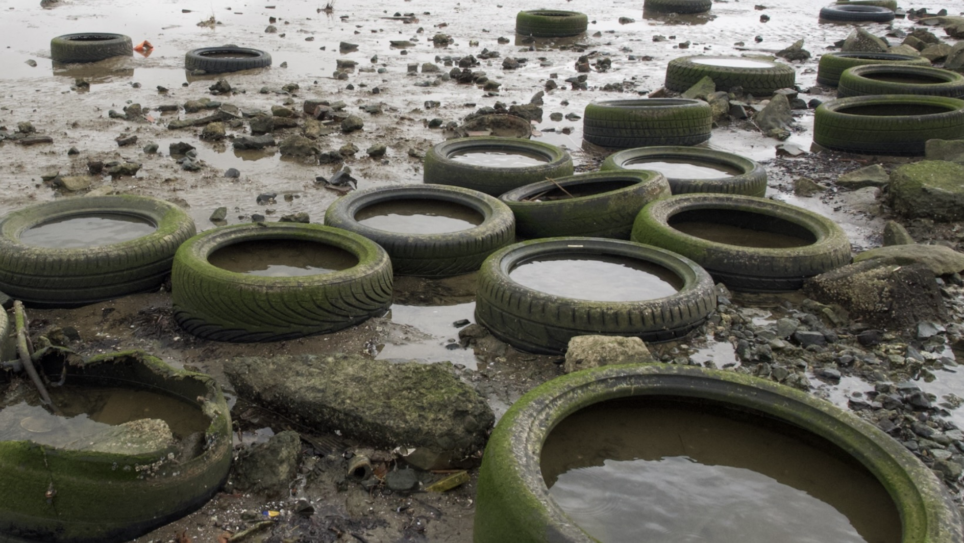 Dozens of tires deteriorate in the mud of Rodeo Creek at low tide